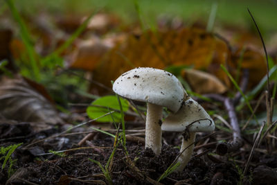 Close-up of fly agaric mushroom