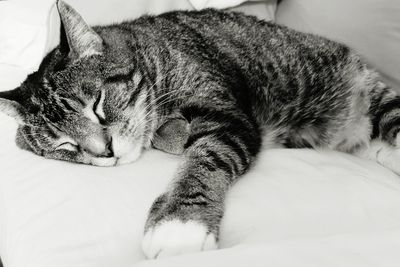 Close-up of cat sleeping on bed