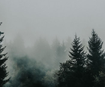 Low angle view of tree in foggy weather