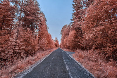 Road amidst trees against sky during autumn