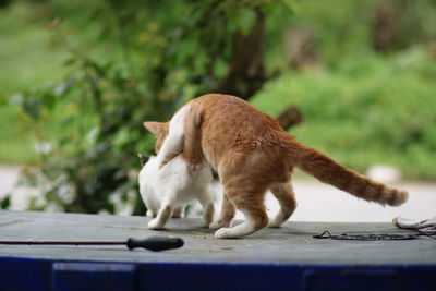 Side view of a cat