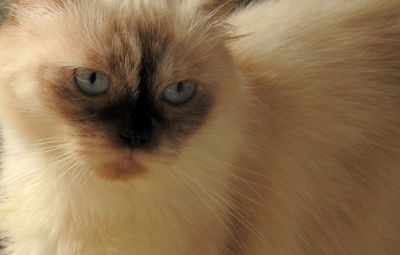 Close-up portrait of a cat
