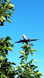 Low angle view of bird flying against clear blue sky