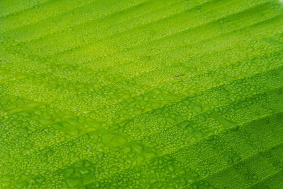 Macro shot of wet green leaf