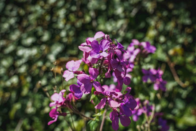 Close-up of pink flowers