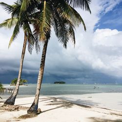 Palm trees on beach against sky