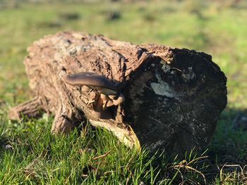 Close-up of a mushroom in field