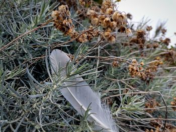 Close-up of feather on field