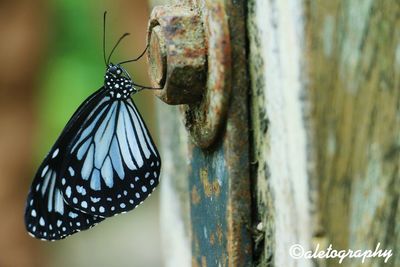 Close-up of butterfly perching on leaf