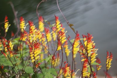 Close-up of yellow flowering plant