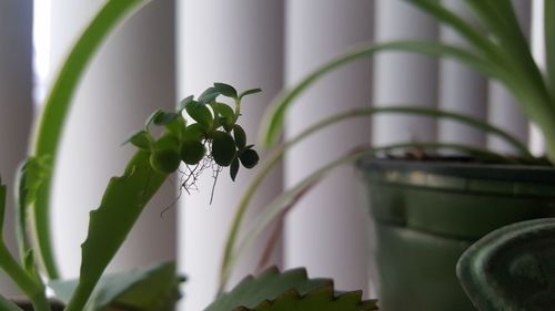 Close-up of potted plant