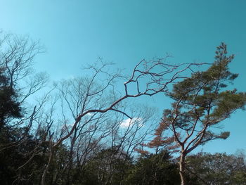 Low angle view of bare trees against clear blue sky