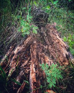 High angle view of tree trunk in forest