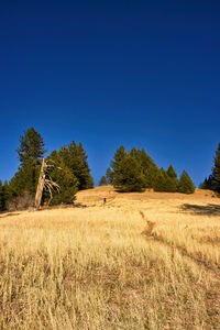 Trees on field against clear blue sky