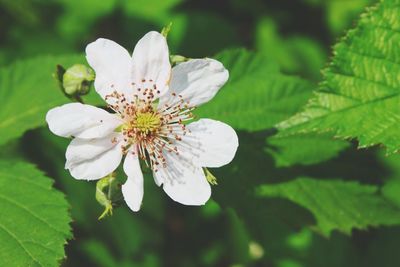 Close-up of white flower blooming outdoors