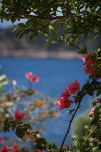 Close-up of pink flowering plant