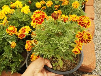 Midsection of person holding flowers in pot