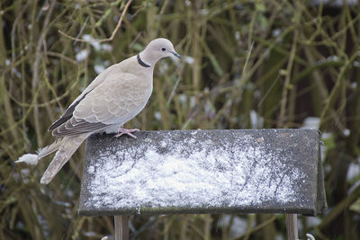 Close-up of bird perching outdoors