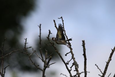 Low angle view of a goldfinch taking flight off tree
