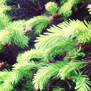 green color