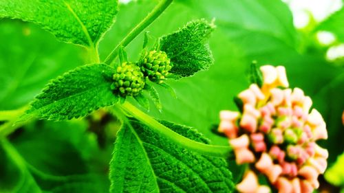 Close-up of flowering plant