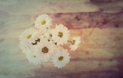 Close-up of fresh flowers blooming in nature