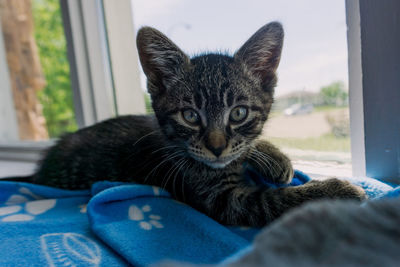 Close-up portrait of a cat resting
