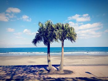 Palm trees on beach