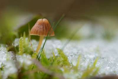 Close-up of wild mushroom amidst snow on field