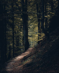 Trees in forest