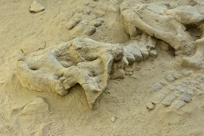 High angle view of animal sculpture on sand