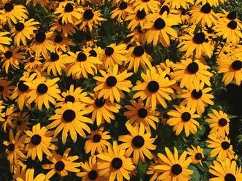 Full frame shot of yellow daisy flowers