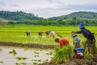 People working in farm against sky