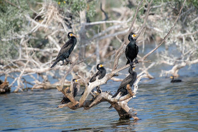 Birds perching on a tree