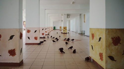 Birds in corridor