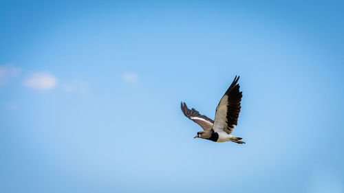 Low angle view of seagull flying