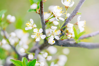 Beautiful macro of white small wild apple flowers and buds on tree branches with green leaves. 