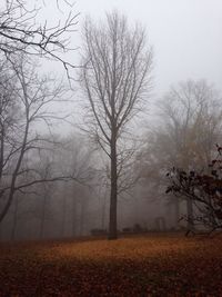 Silhouette of trees in foggy weather