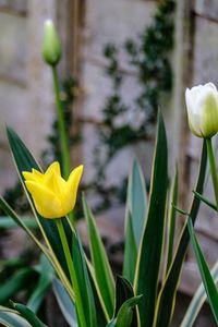 Close-up of yellow flowering plant