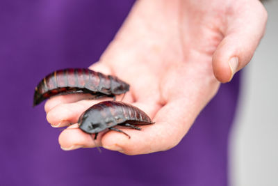 Close-up of human hand holding shell