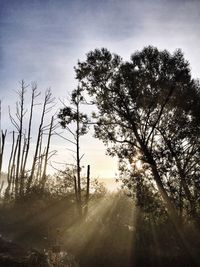 Low angle view of silhouette trees in forest against sky