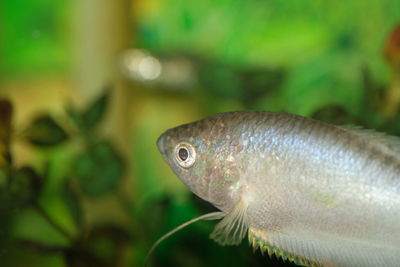 Fish in aquarium