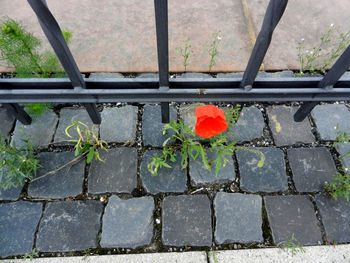 High angle view of red poppy flowers