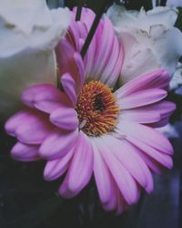 Close-up of pink flower