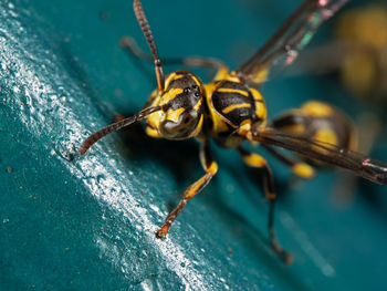 Close-up of spider