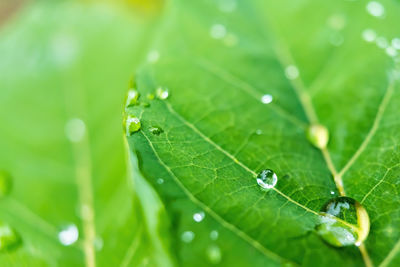 Close-up of raindrops on green leaves