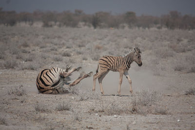 Falling zebra and young foal in desert