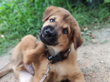 Close-up of a dog