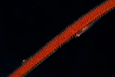 Close-up of jellyfish swimming in sea