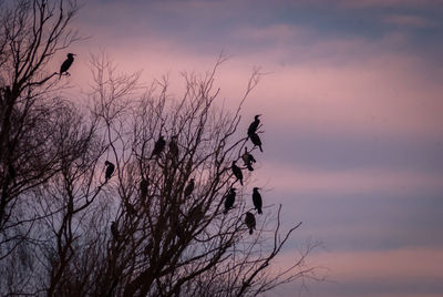 Silhouette bird perching on bare tree against sky